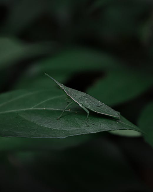 A close-up of a green insect, possibly a katydid, perched on a dark green leaf. The insect's body and wings are well-camouflaged, blending seamlessly with the leaf's texture and color. The leaf has vi