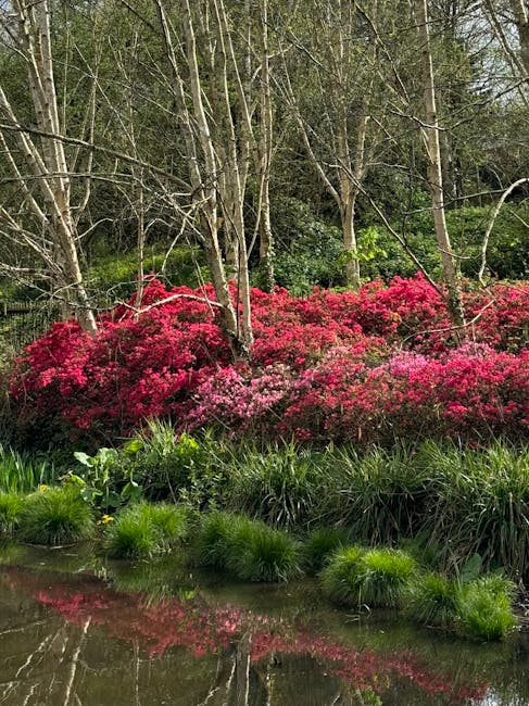 A tranquil garden scene featuring vibrant pink and red azaleas in full bloom, set against the backdrop of leafless trees with slender branches. The azaleas are densely clustered, creating a lush, colo