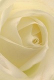 This evocative portrayal transports you straight into the peaceful centre of a cream-white rose-a signature flower in many West Hampstead bouquets. Its spiralling petals, each with a matte and almost airy translucence, suggest comfort, quiet optimism, and the gentle touch of local hands experienced in thoughtful floristry. Shadows nestle gently in the folds, creating a sense of depth and subtle drama akin to golden hours spent wandering the community's green spaces or pausing for reflection at the library. The light suffuses the petals softly, casting a luminous warmth across the scene. The emotional resonance here is unmistakable-the rose stands for genuine sympathy, admiration, or the start of new journeys celebrated amongst family and friends. The faint scent that seems to linger is graceful and familiar, like the hush that settles in after rain on West End Lane. Each angle reveals the careful artistry and kindly intent woven into this arrangement, making it an ideal choice for meaningful moments shared throughout West Hampstead. In this single rose, one can sense both the natural poetry of the flower and the heartfelt craftsmanship that defines our local floral traditions.